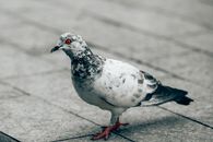 Close-up Photo of a Feral Pigeon