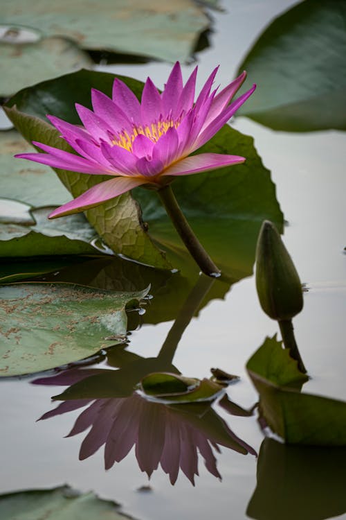 grátis Foto profissional grátis de aquático, aumento, flor de lotus Foto profissional