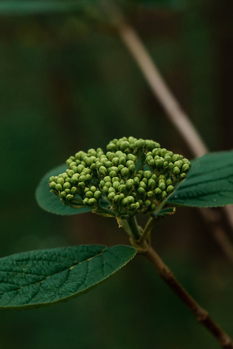 Hydrangea In Macro Photogrpahy 