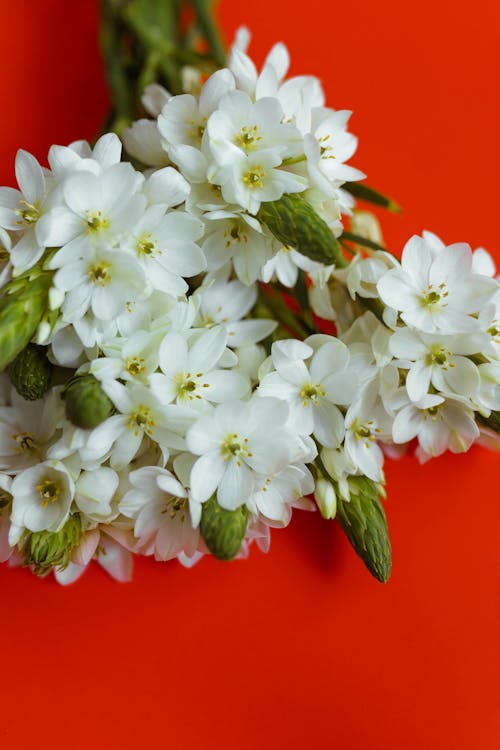 Beautiful White Flowers in Red Surface