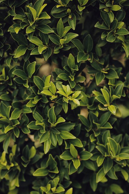Free Vibrant close-up of dense green foliage, perfect for nature lovers. Stock Photo