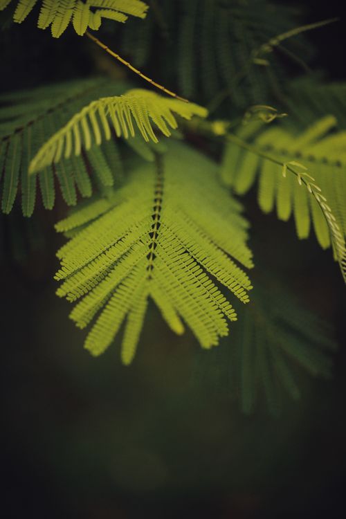 Free Plants with thin green leaves and thin stem growing in summer garden in daytime Stock Photo