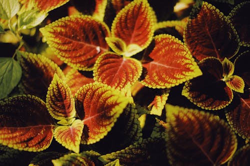 From above of plants with green and brown leaves growing in sunny day in countryside