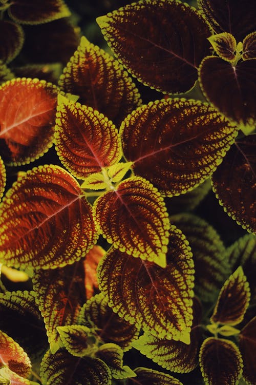 Top view of full frame green and red leaves of growing coleus plants