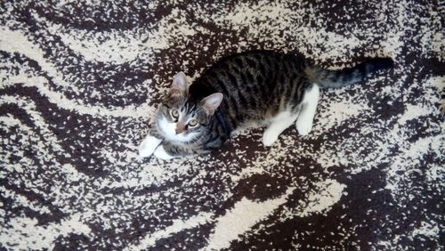 Free stock photo of animal, cat, kedi Stock Photo
