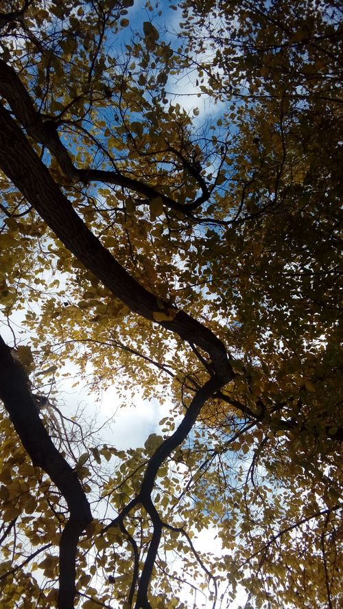 Free stock photo of ağaç, gökyüzü, sky Stock Photo