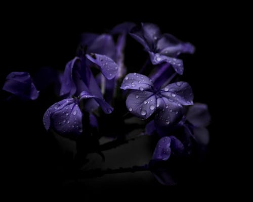 Photos gratuites de fermer, fleurir, fleurs violettes