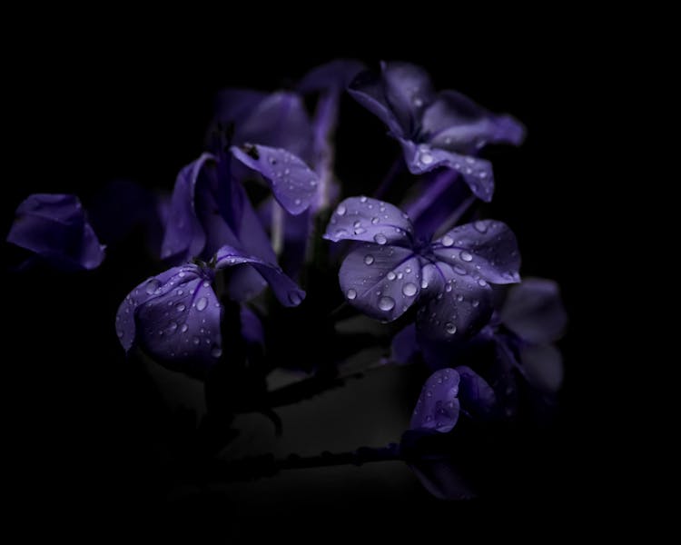 Purple Phlox Flowers With Water Droplets 