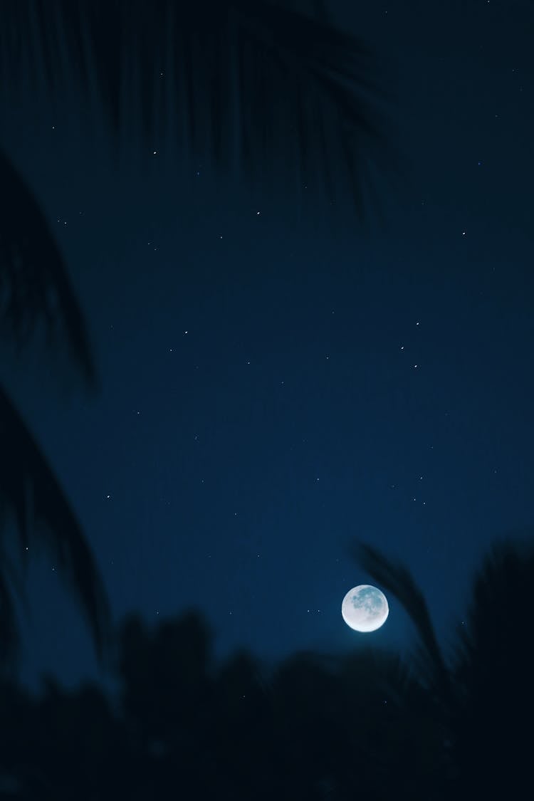 Full Moon Shining Through Grass