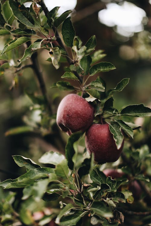 Základová fotografie zdarma na téma apple, aromatický, botanický