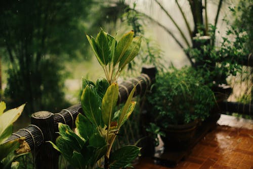 Potted green plants in greenhouse