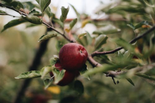 Ripe red apples hanging on tree branch with green leaves on blurred background