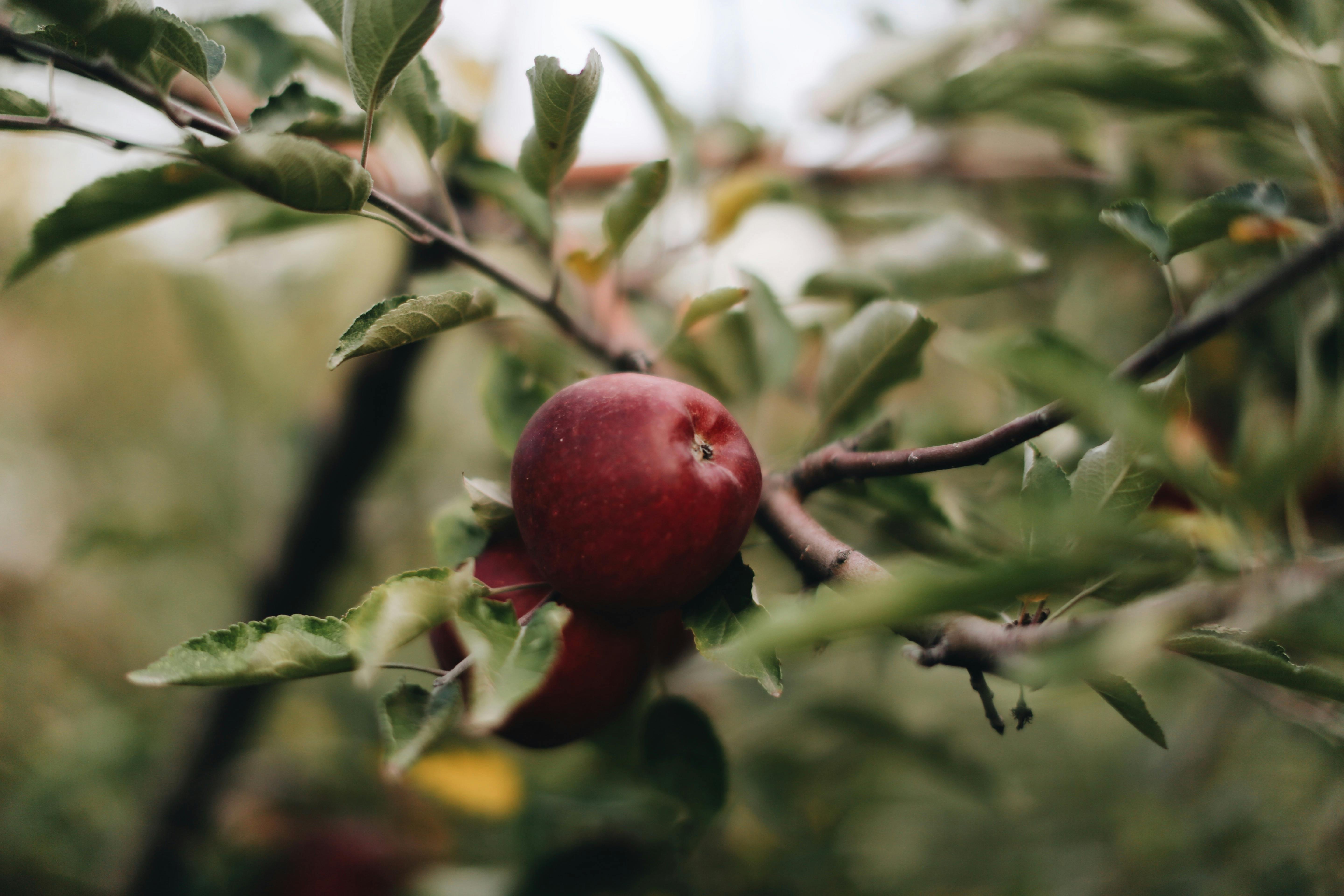 Red Apple Tree Wallpaper