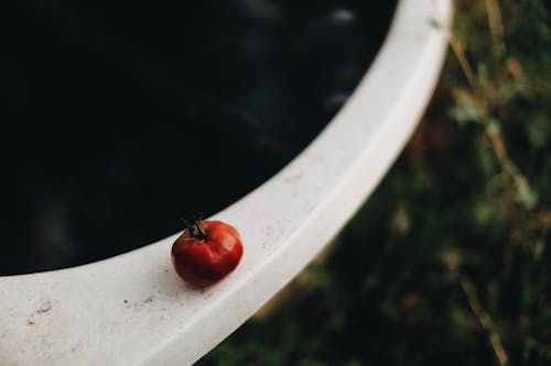 Small tomato placed on table in garden
