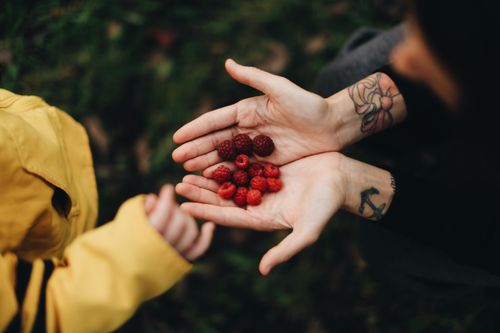 Free From above of crop anonymous person demonstrating handful of ripe sweet raspberry in garden in daylight Stock Photo