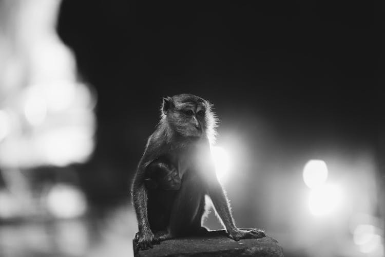 Monkey Sitting On Stone At Night