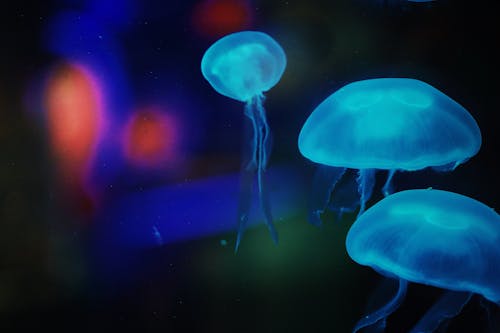 Безкоштовне стокове фото на тему «акваріум, біологія, медуза»