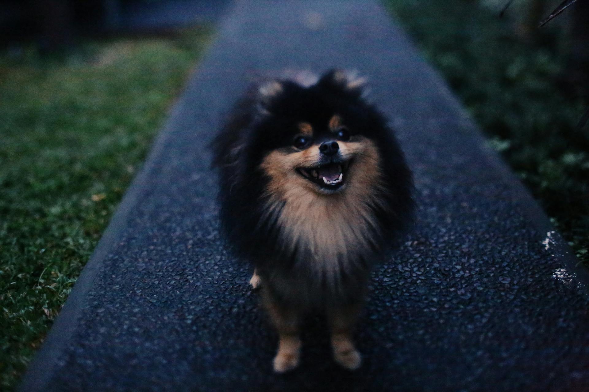 Full body of adorable fluffy Pomeranian standing on narrow walkway near grass in park in evening