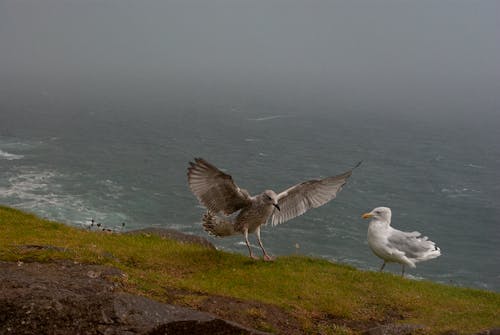 Photograph of Gulls near the Sea