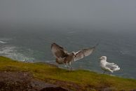 Free stock photo of animal, atlantic ocean, beach
