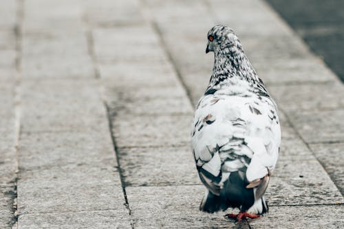 Free Feral Pigeon on Pavement Stock Photo