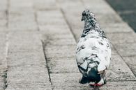 Feral Pigeon on Pavement