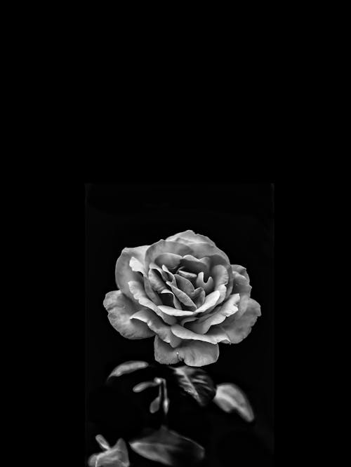 Free Grayscale Photo of a Rose Flower Stock Photo