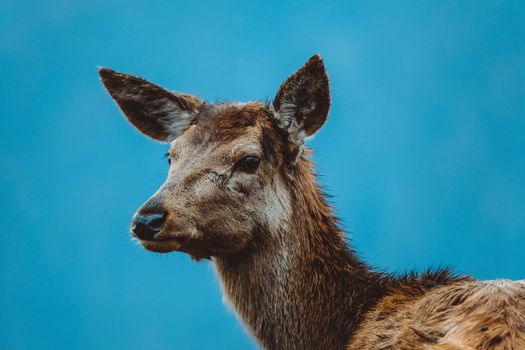 Intimate close-up of a roe deer with a vibrant blue background