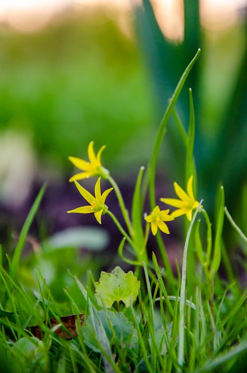 Ingyenes stockfotó gyönyörű virágok, hd háttérkép háttérkép, sárga virágok témában