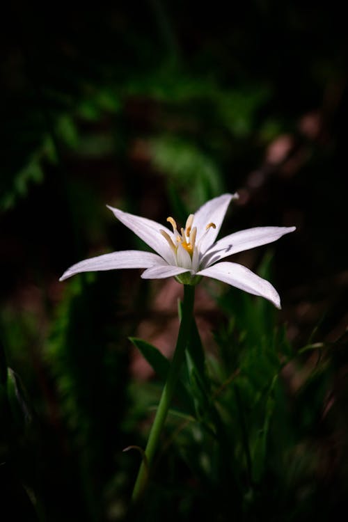 Foto stok gratis berkembang, bidikan close-up, bunga putih
