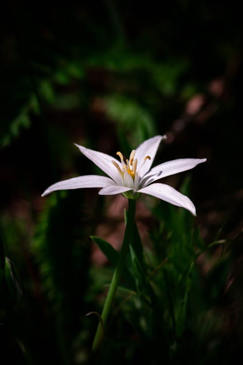 
A Close-Up Shot of a White Flower