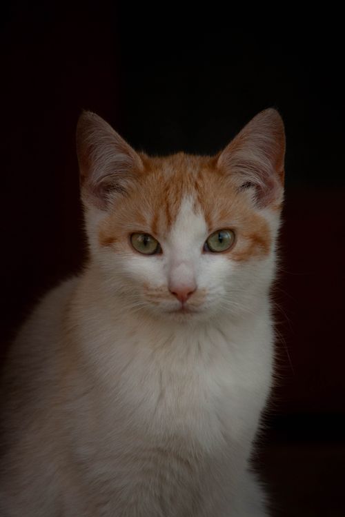 Free Charming orange and white tabby kitten looking directly at the camera with expressive green eyes. Stock Photo