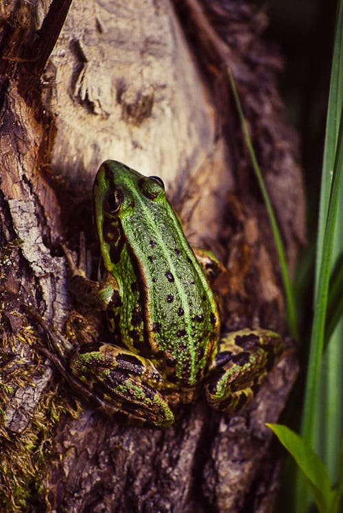 Green Frog Beside Plant