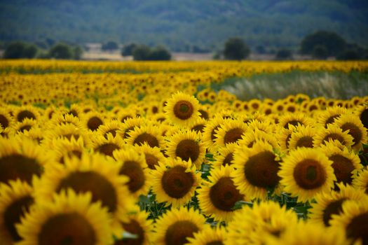 Expansive sunflower field under a clear sky, showcasing vibrant blooms and a serene countryside atmosphere.