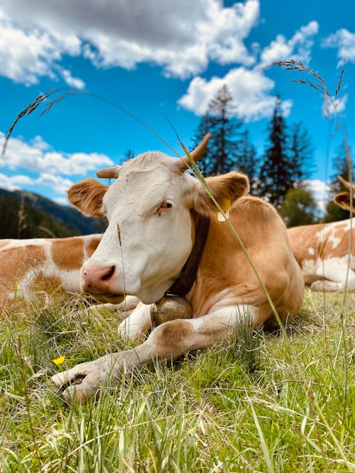 Free stock photo of animal, cow, grass Stock Photo