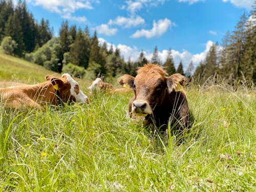 Free stock photo of animal, cow, grass Stock Photo