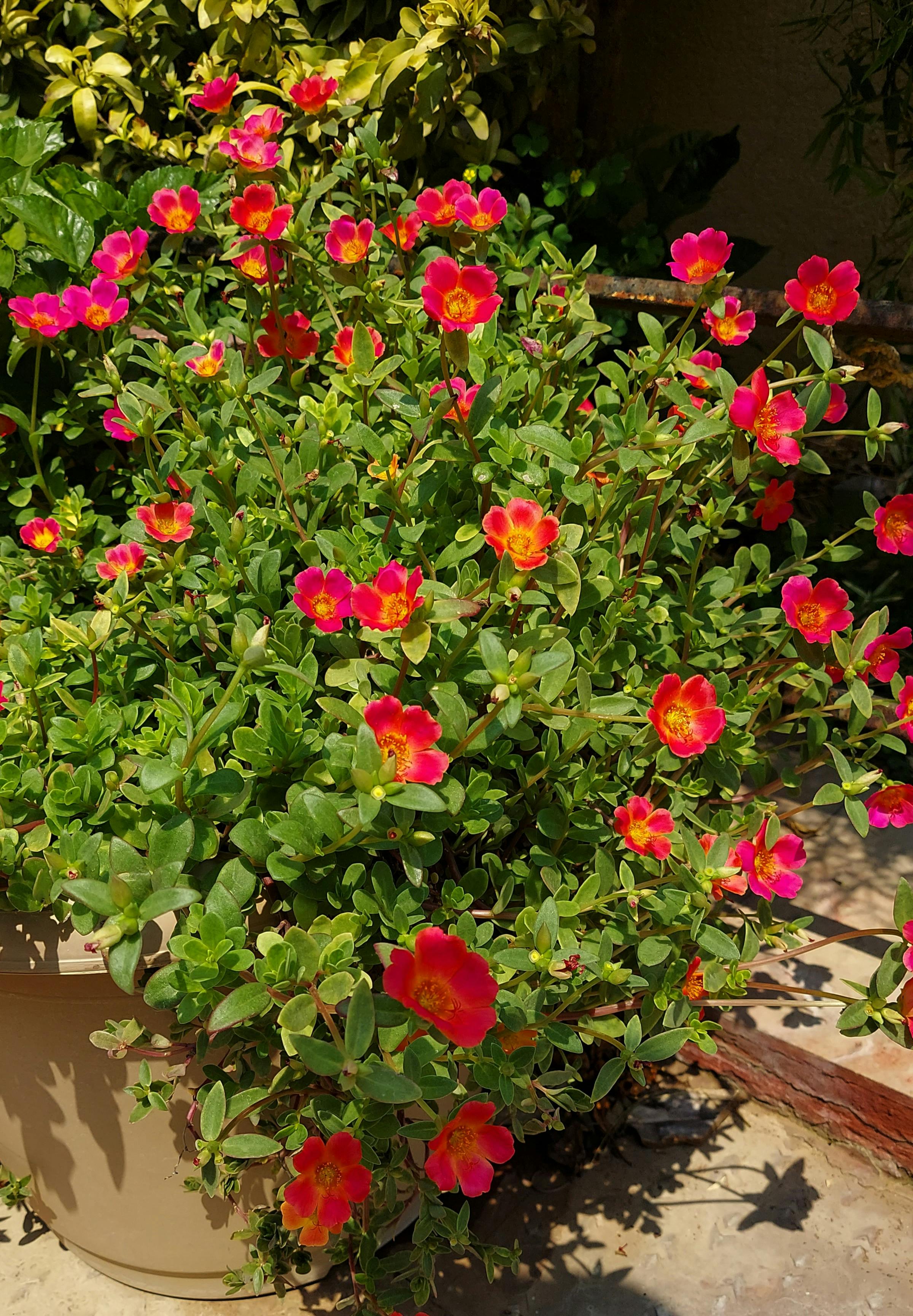 Canaux de Saint-Pétersbourg