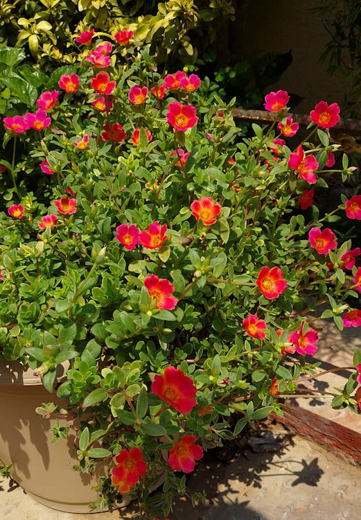 Canaux de Saint-Pétersbourg