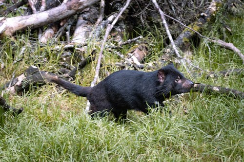 Fotobanka s bezplatnými fotkami na tému príroda, tasmánia, tasmánsky diabol