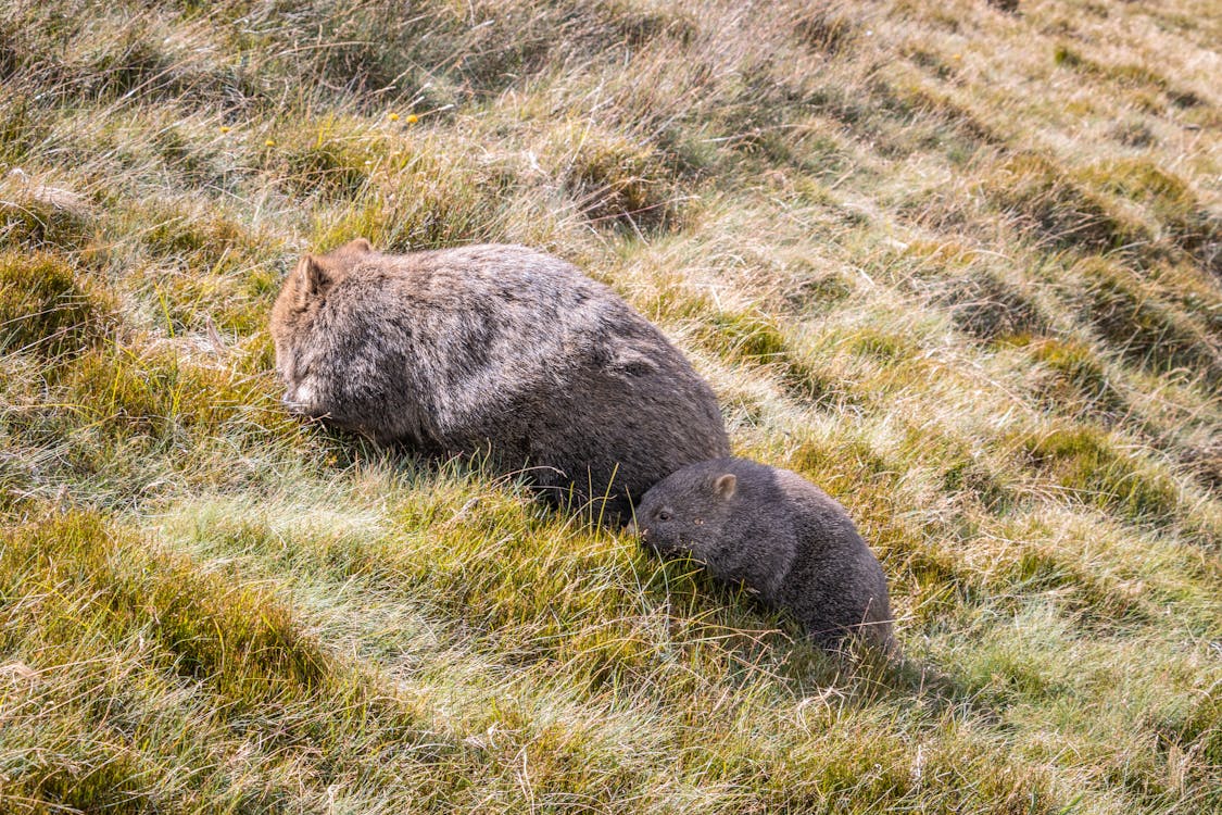 Free stock photo of animal, australia, family