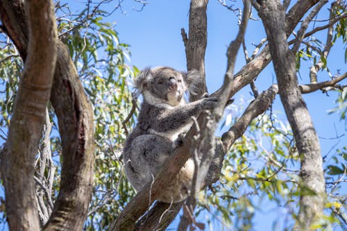 Low Angle Shot of Koala Sitting on a Tree