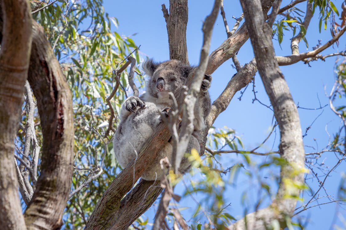 Koalas Resting on a Tree Branch 