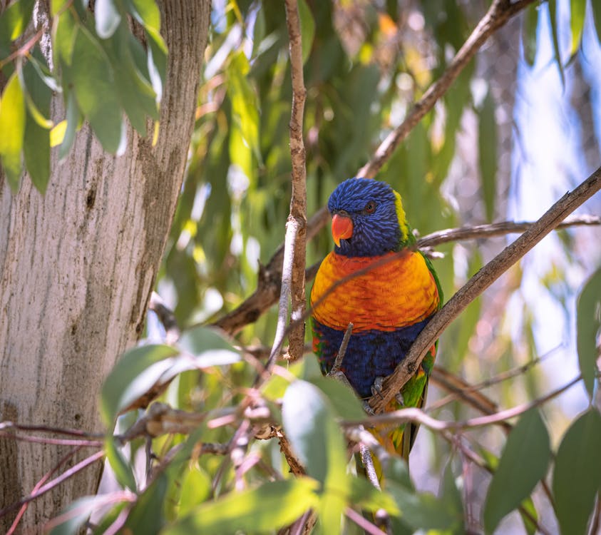 A Loriini Perched on a Tree Branch