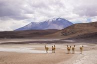 Llamas wander through a vast Bolivian desert with a mountain backdrop under cloudy skies.