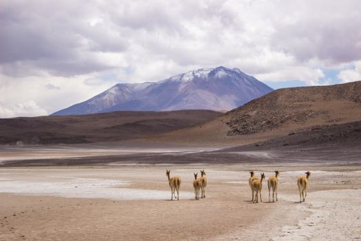 Llamas wander through a vast Bolivian desert with a mountain backdrop under cloudy skies.