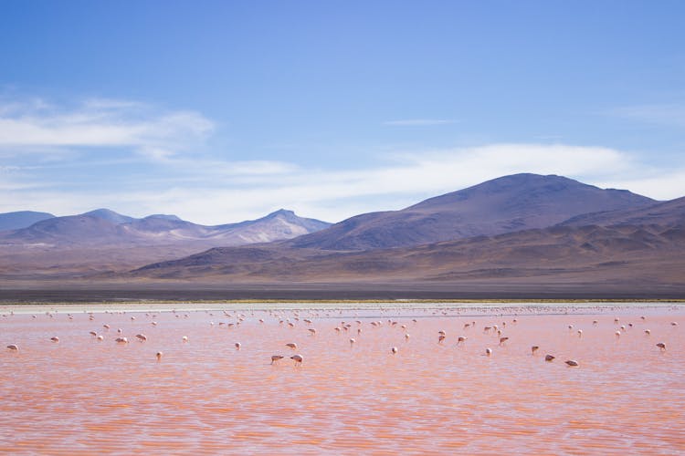 People On Lake Near Mountains