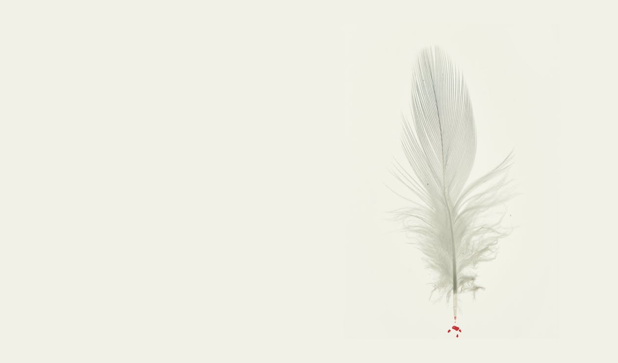 a white feather