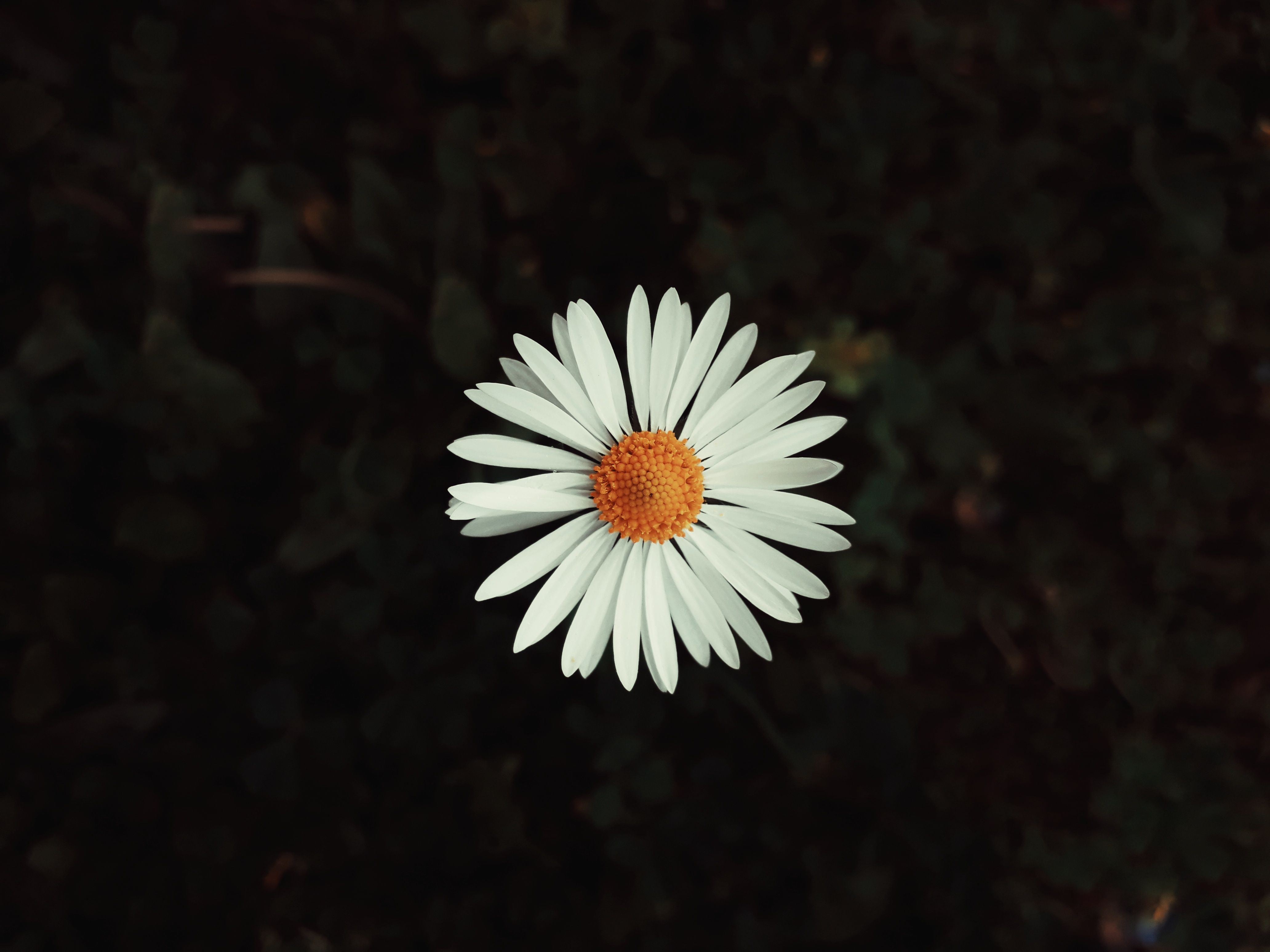 A Close-Up Shot of a White Flower · Free Stock Photo