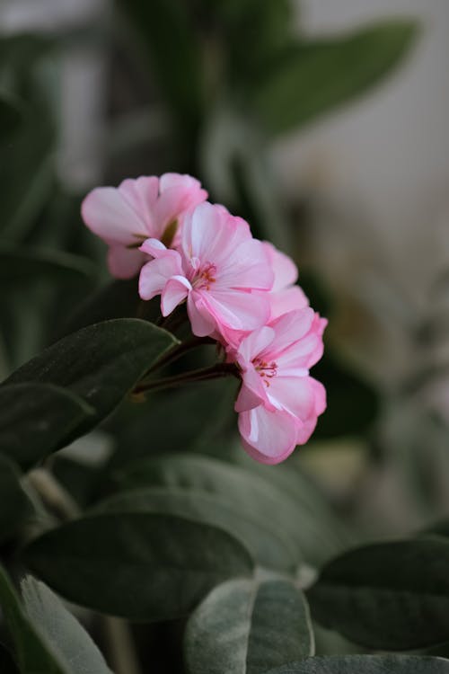 A Close-Up Shot of Pink Flowers
