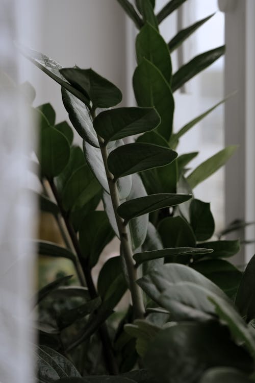 A Close-Up Shot of Green Leaves